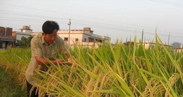 稻谷的生长过程从育苗到成熟的全过程是怎样的？如何确保每一步都顺利进行？