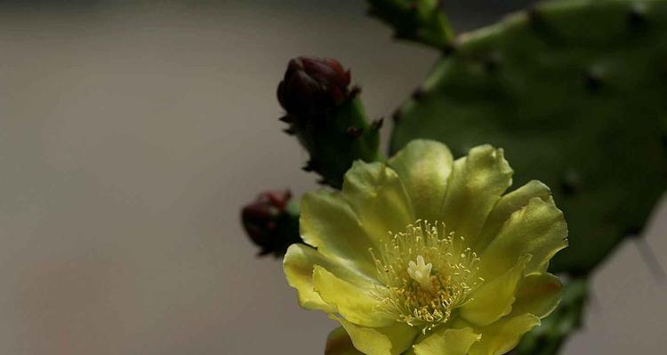 仙人掌开花代表什么？花语有哪些含义？