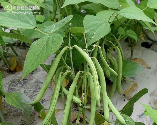 地豆种植的最佳时间是什么时候？有哪些高效种植方法？