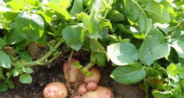 地豆种植的最佳时间是什么时候？有哪些高效种植方法？