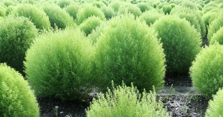 地肤是多年生还是年生植物？如何判断地肤的生命周期？