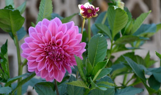 地瓜花一年开几次花？花期持续多长时间？