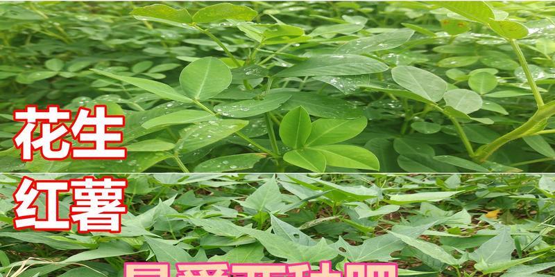 地瓜种植中肥料选择的常见问题及解决方法？