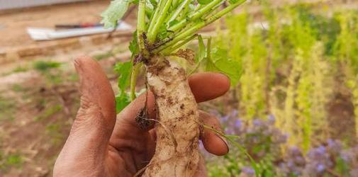 地黄几月份种植最合适？如何确保种植成功？