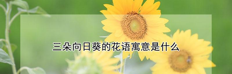 向日葵花的寓意是什么？花语有哪些含义？