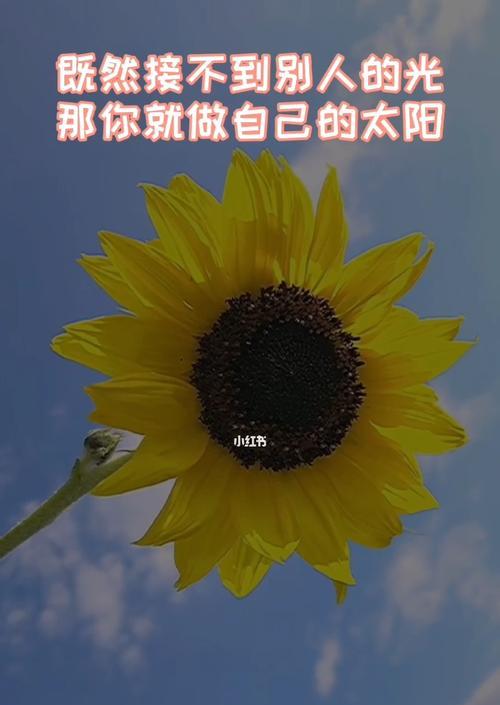 向阳花代表什么？向阳花的象征意义有哪些？