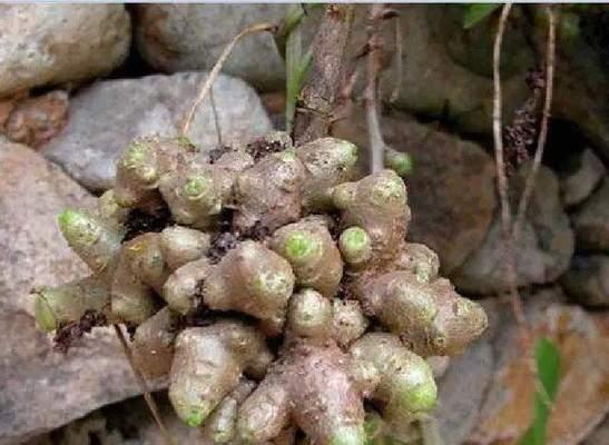 地笋有哪些神奇的功效？如何正确食用地笋？