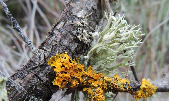 地衣植物有哪些种类？它们的生存环境是什么？