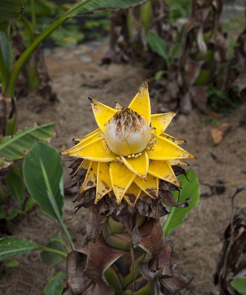 地涌金莲开花后怎么处理？如何进行后续养护管理？