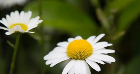 小雏菊的花语代表什么？如何解读小雏菊的含义？