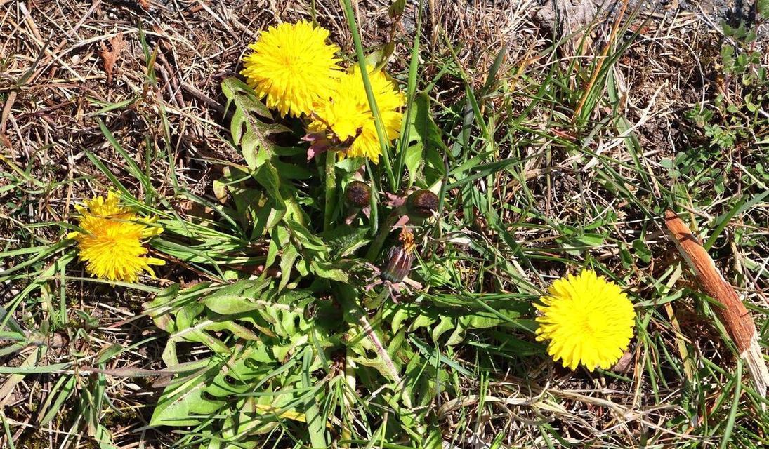 地栽菊花冬天会冻死吗？如何保护菊花过冬？