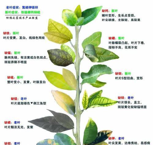 灯笼草和灯笼果有什么区别？如何区分它们？