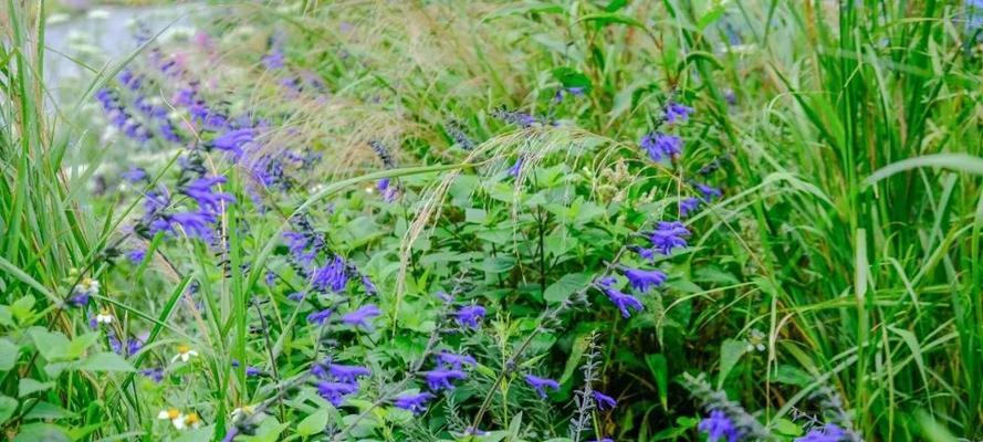 笑靥花的花语是什么？如何用笑靥花表达开朗的心情？