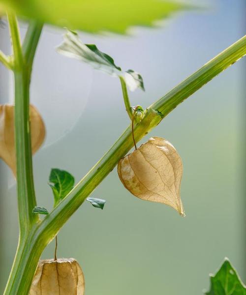 灯笼果的最佳种植季节是什么时候？种植时应注意哪些问题？