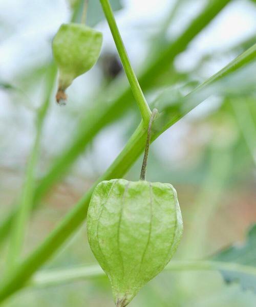 灯笼果的最佳种植季节是什么时候？种植时应注意哪些问题？