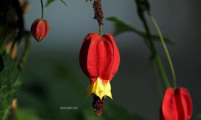 灯笼花冬天会开花吗？如何确保冬季开花？