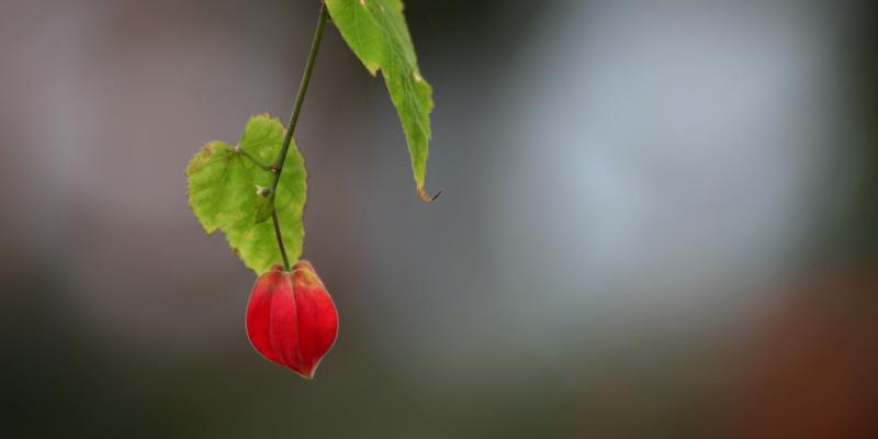 灯笼花冬天会开花吗？如何确保冬季开花？