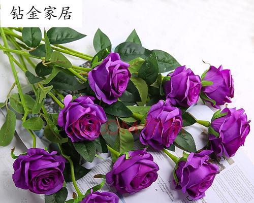 紫色玫瑰花代表什么意思？如何正确解读其花语？