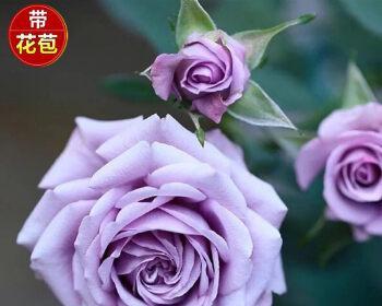 紫色玫瑰花代表什么意思？如何正确解读其花语？