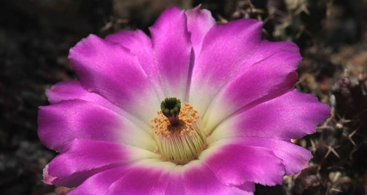 美花角一年开几次花？如何确保其开花周期？