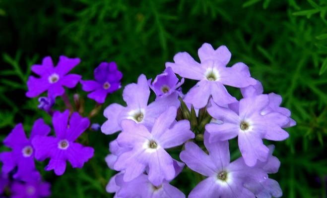 美女樱开花的花语是什么？代表了哪些寓意？