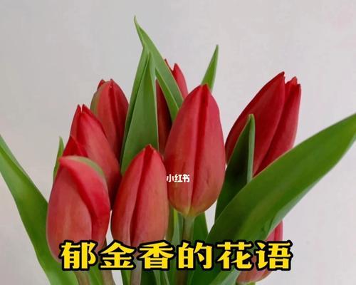 紫色郁金香代表什么含义？