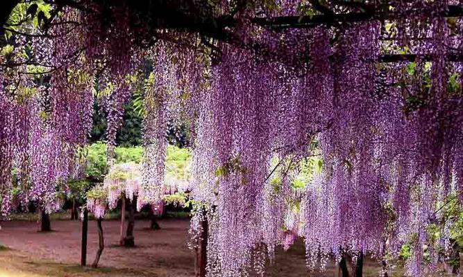 紫藤花代表什么？紫藤花的花语有哪些含义？