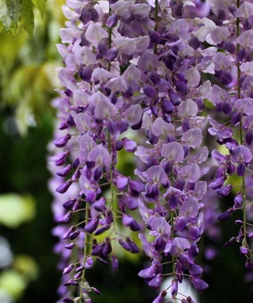 紫藤花代表什么？紫藤花的花语有哪些含义？