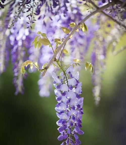 紫藤花的花语是什么？如何用紫藤花表达爱意？