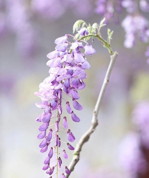 紫藤花的花语是什么意思？如何解读紫藤花的象征意义？