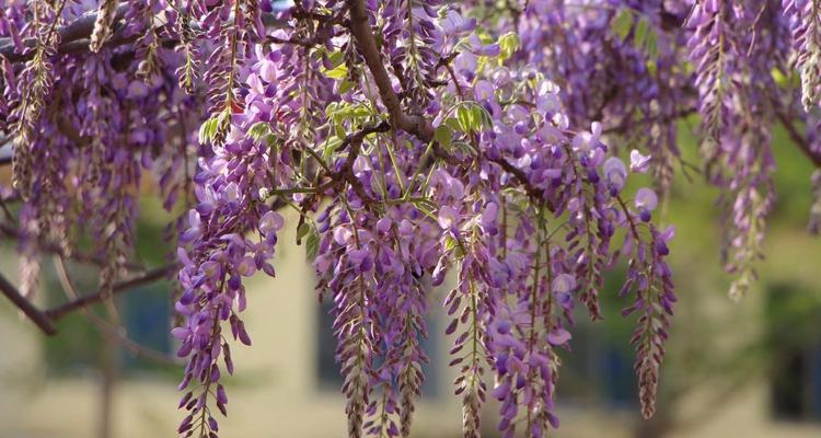 紫藤花的花语是什么？有哪些关于它的美丽传说？