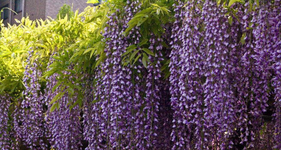 紫藤花花语是什么？了解紫藤花的象征意义和文化背景？