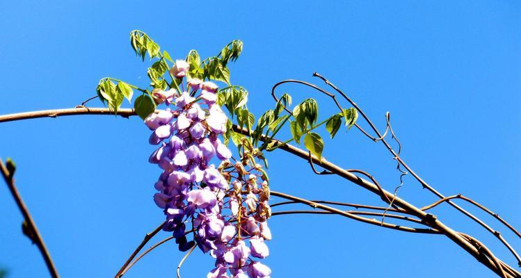 紫藤花花语是什么？紫藤花的寓意有哪些常见问题解答？