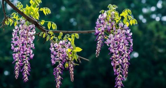 紫藤花语象征与寓意是什么？如何理解紫藤花的深层含义？