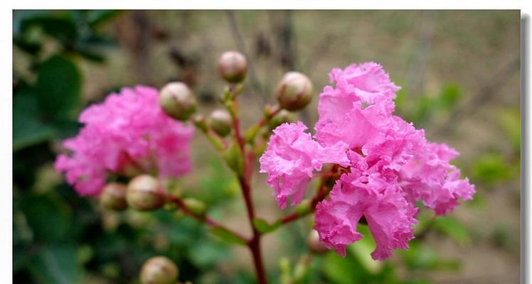 紫薇花的花语是什么？紫薇花象征着什么？