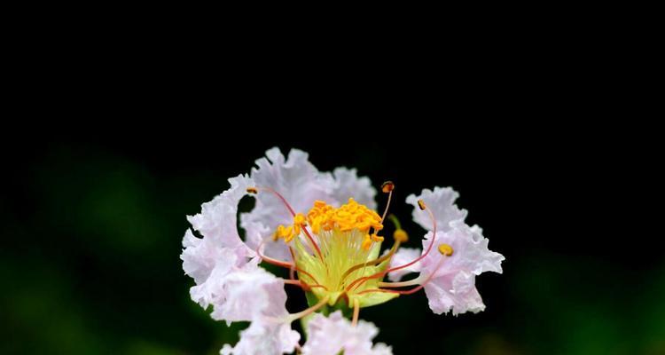 紫薇花的花语是什么？紫薇花象征着什么含义？