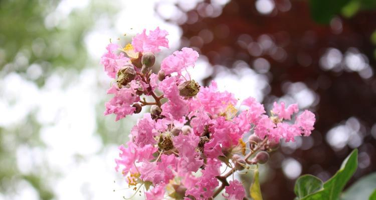 紫薇花花语是什么？如何理解紫薇花的象征意义？