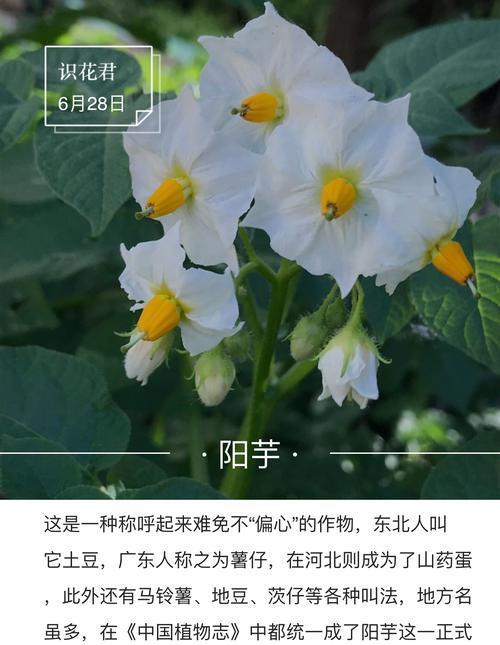 最唯美的花语是什么花？揭秘最浪漫的花卉含义！