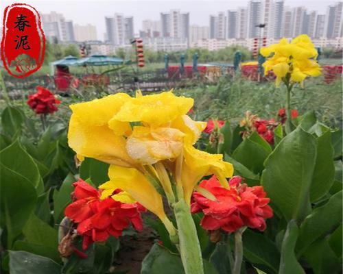 美人蕉是水生植物吗？如何正确种植和养护？