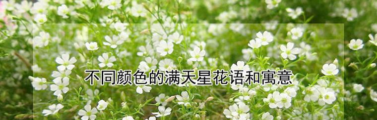 白色满天星代表什么含义？花语解读与送花建议？