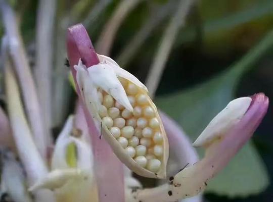 美人蕉种子怎么种植？种植过程中有哪些常见问题？