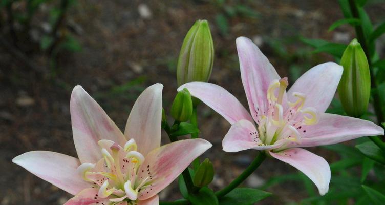 百合花代表什么意思？不同颜色的百合花语有何不同？