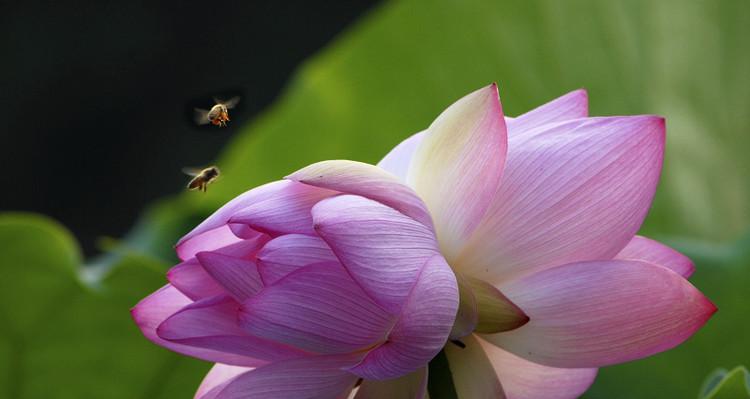 并蒂莲的花语是什么？了解并蒂莲的象征意义和文化内涵？