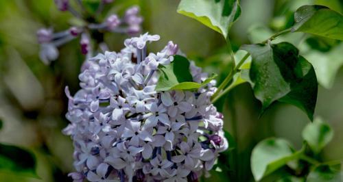 丁香的花语是什么？丁香花代表了哪些含义？