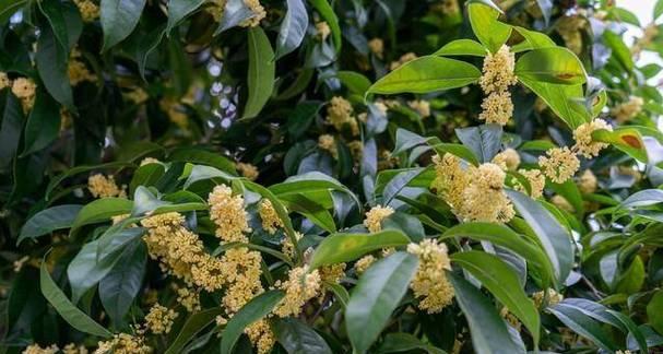 门前种桂花树合适吗？桂花树种植的注意事项是什么？