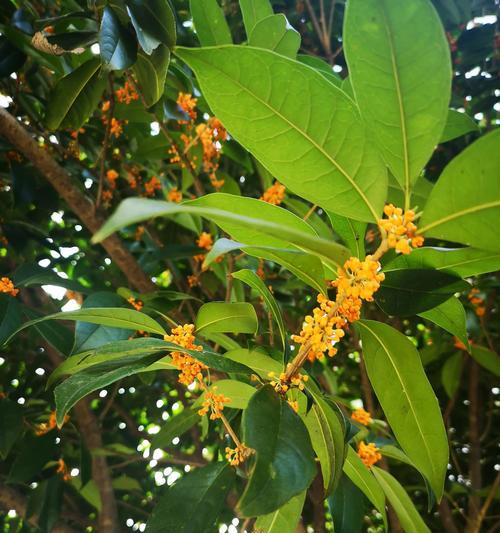 门前种桂花树合适吗？桂花树种植的注意事项是什么？