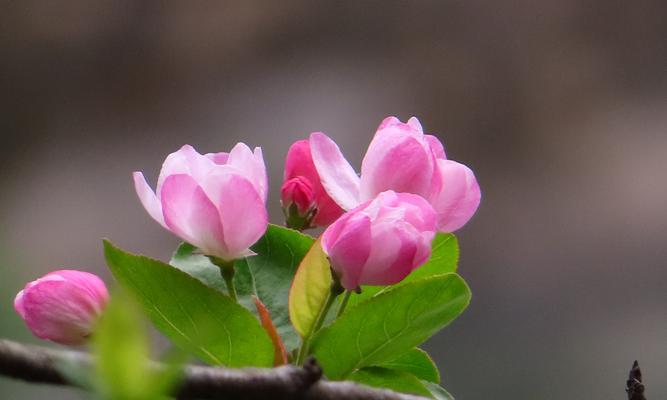 分枝点高度是什么意思？如何影响植物生长？