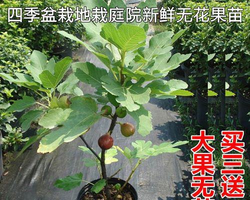 门前种植无花果树的利弊是什么？需要注意哪些事项？