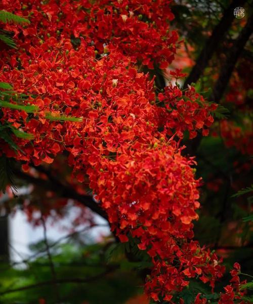 枫叶的花语是什么？为什么枫叶象征着秋天的浪漫？