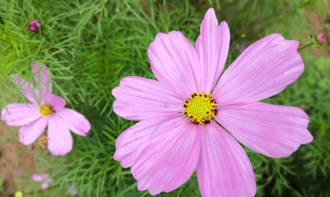 格桑花的花语是什么？如何表达爱与幸福？